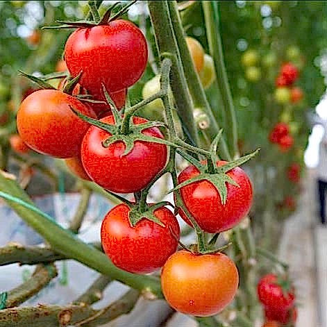 Koyuncu Seracılık İletişim