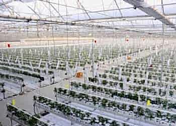 Kışın Serada Domates Yetiştiriciliği Koyuncu Seracılık