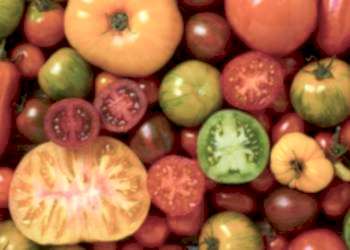 Domates Hakkında Bilmediğiniz İlginç Bilgiler Koyuncu Seracılık